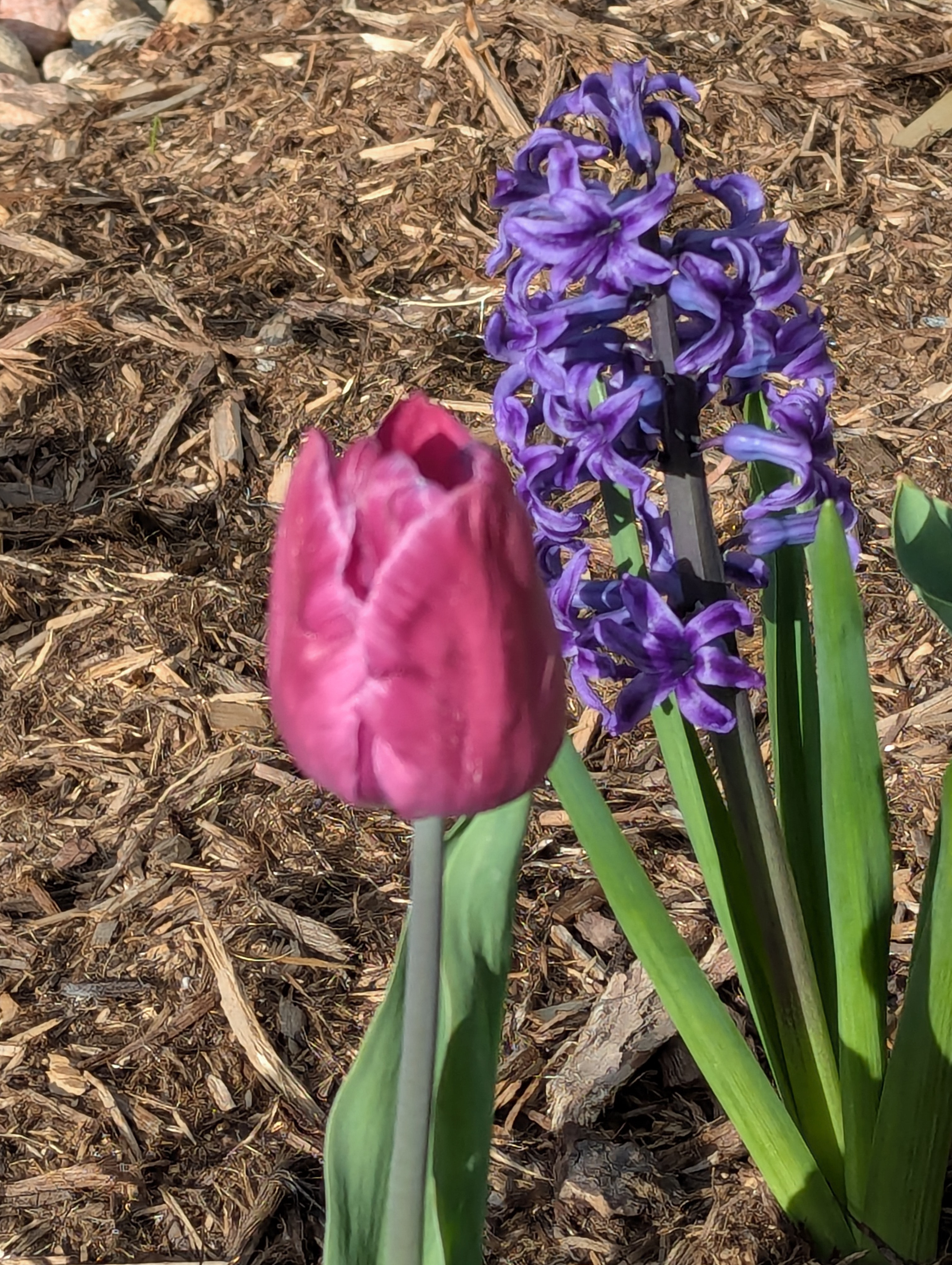 flowers, Morrison, Colorado